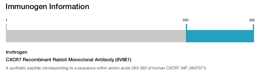 CXCR7 Recombinant Rabbit Monoclonal Antibody (8V8E1)
