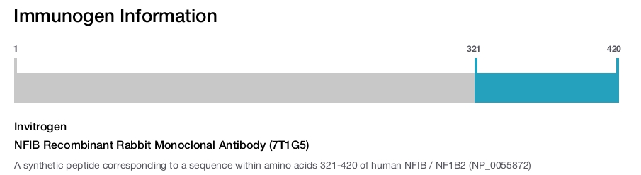 NFIB Recombinant Rabbit Monoclonal Antibody (7T1G5)
