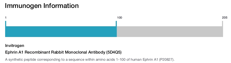 Ephrin A1 Recombinant Rabbit Monoclonal Antibody (5D4Q5)