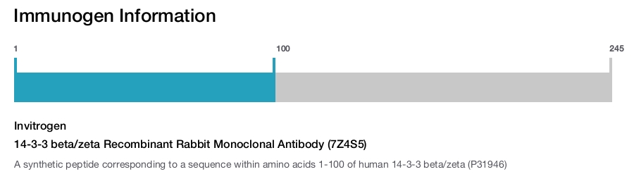 14-3-3 beta/zeta Recombinant Rabbit Monoclonal Antibody (7Z4S5)