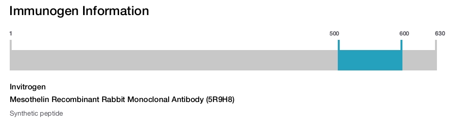Mesothelin Recombinant Rabbit Monoclonal Antibody (5R9H8)