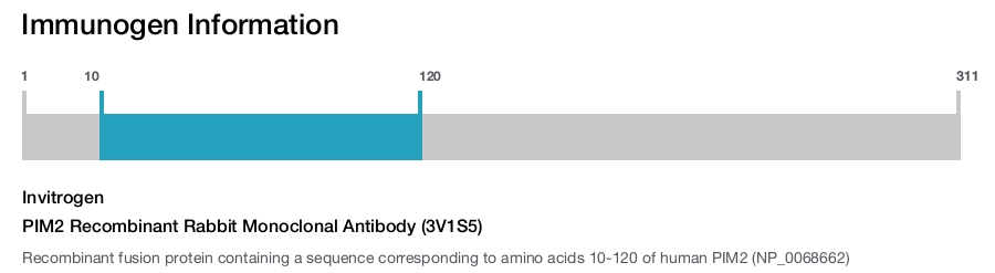 PIM2 Recombinant Rabbit Monoclonal Antibody (3V1S5)