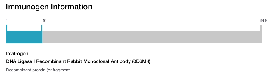 DNA Ligase I Recombinant Rabbit Monoclonal Antibody (0D6M4)