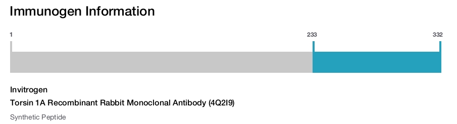 Torsin 1A Recombinant Rabbit Monoclonal Antibody (4Q2I9)