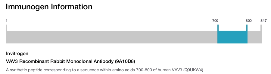 VAV3 Recombinant Rabbit Monoclonal Antibody (9A10D8)