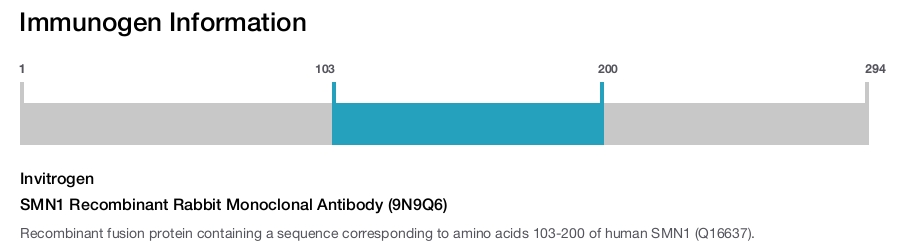SMN1 Recombinant Rabbit Monoclonal Antibody (9N9Q6)