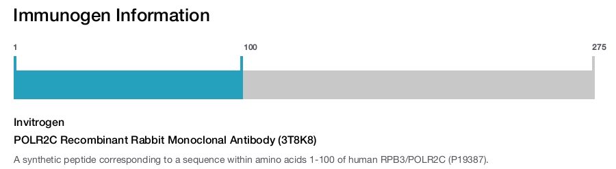 POLR2C Recombinant Rabbit Monoclonal Antibody (3T8K8)
