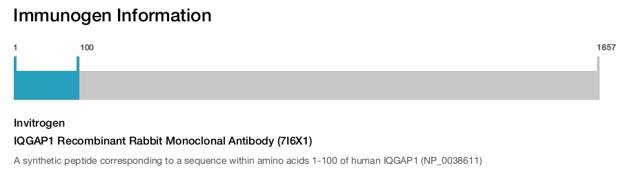 IQGAP1 Recombinant Rabbit Monoclonal Antibody (7I6X1)