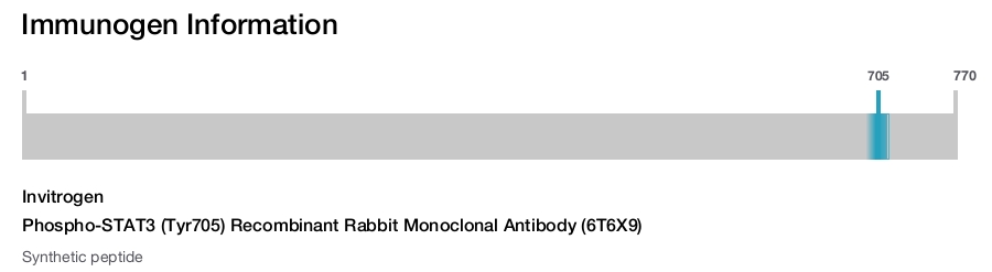 Phospho-STAT3 (Tyr705) Recombinant Rabbit Monoclonal Antibody (6T6X9)