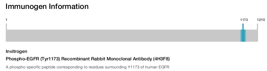 Phospho-EGFR (Tyr1173) Recombinant Rabbit Monoclonal Antibody (4H3F8)