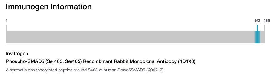 Phospho-SMAD5 (Ser463, Ser465) Recombinant Rabbit Monoclonal Antibody (4D4X8)
