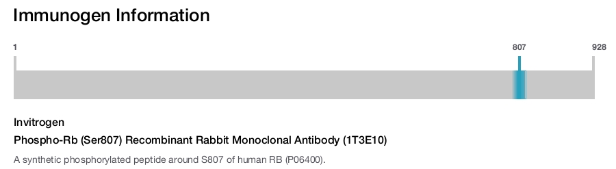 Phospho-Rb (Ser807) Recombinant Rabbit Monoclonal Antibody (1T3E10)
