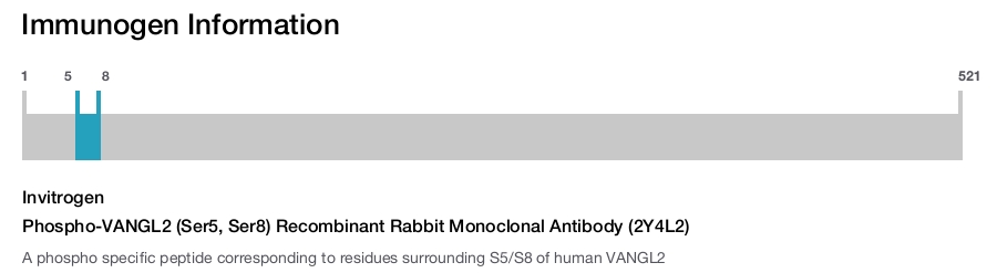 Phospho-VANGL2 (Ser5, Ser8) Recombinant Rabbit Monoclonal Antibody (2Y4L2)