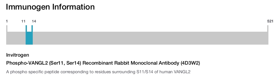 Phospho-VANGL2 (Ser11, Ser14) Recombinant Rabbit Monoclonal Antibody (4D3W2)