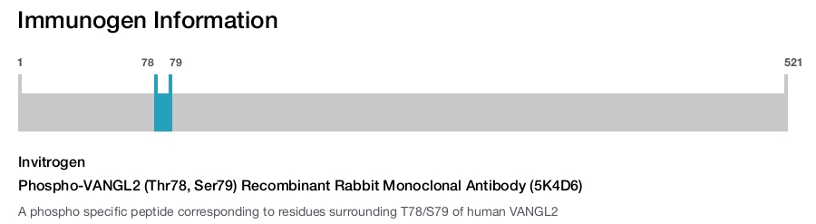 Phospho-VANGL2 (Thr78, Ser79) Recombinant Rabbit Monoclonal Antibody (5K4D6)