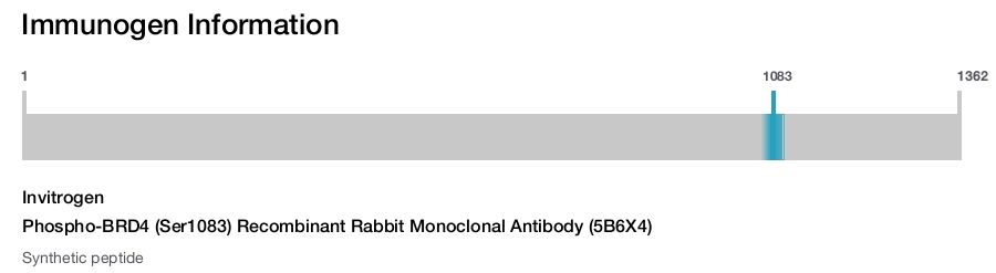 Phospho-BRD4 (Ser1083) Recombinant Rabbit Monoclonal Antibody (5B6X4)