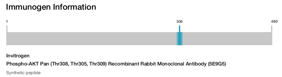 Phospho-AKT Pan (Thr308, Thr305, Thr309) Recombinant Rabbit Monoclonal Antibody (5E9G5)