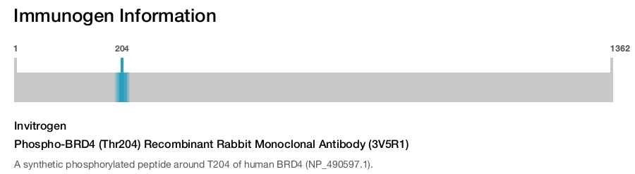 Phospho-BRD4 (Thr204) Recombinant Rabbit Monoclonal Antibody (3V5R1)
