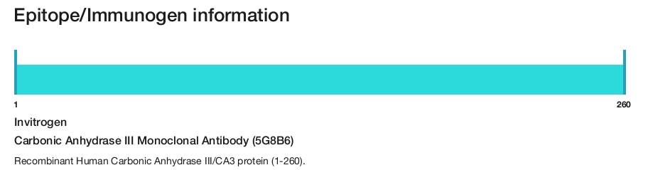 Carbonic Anhydrase III Monoclonal Antibody (5G8B6)