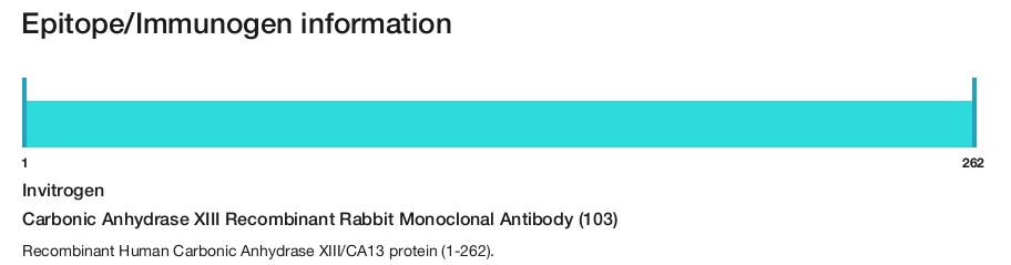 Carbonic Anhydrase XIII Recombinant Rabbit Monoclonal Antibody (103)