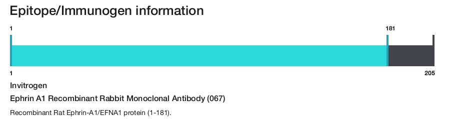 Ephrin A1 Recombinant Rabbit Monoclonal Antibody (067)