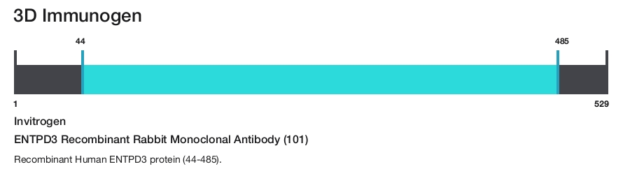 ENTPD3 Recombinant Rabbit Monoclonal Antibody (101)