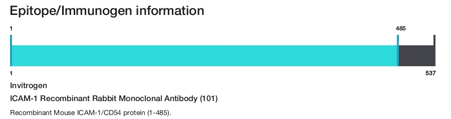 ICAM-1 Recombinant Rabbit Monoclonal Antibody (101)