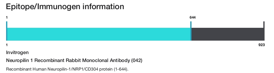 Neuropilin 1 Recombinant Rabbit Monoclonal Antibody (042)