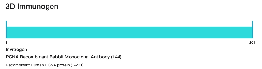 PCNA Recombinant Rabbit Monoclonal Antibody (144)