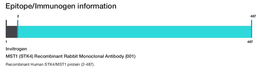 MST1 (STK4) Recombinant Rabbit Monoclonal Antibody (001)