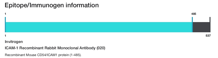 ICAM-1 Recombinant Rabbit Monoclonal Antibody (020)
