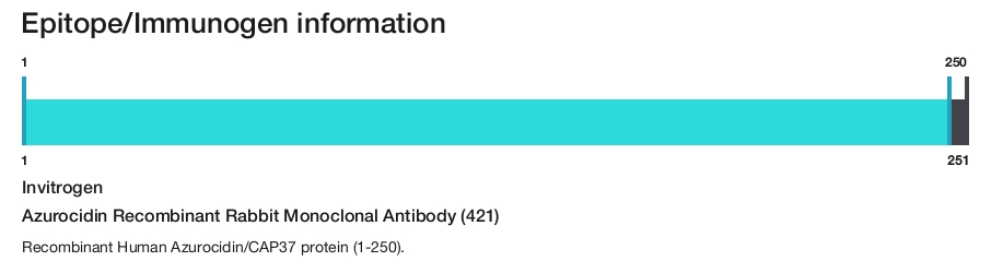 Azurocidin Recombinant Rabbit Monoclonal Antibody (421)