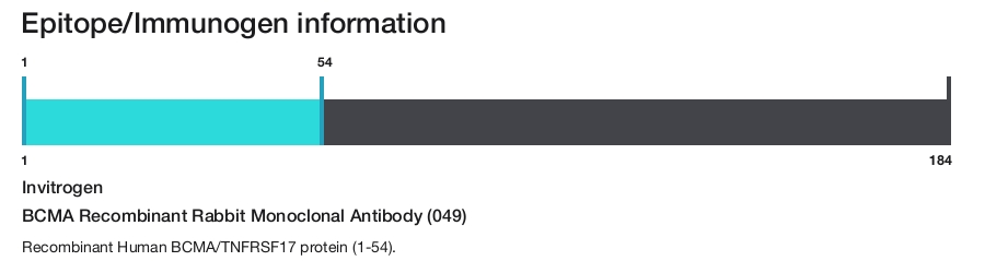 BCMA Recombinant Rabbit Monoclonal Antibody (049)