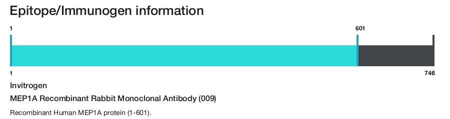 MEP1A Recombinant Rabbit Monoclonal Antibody (009)