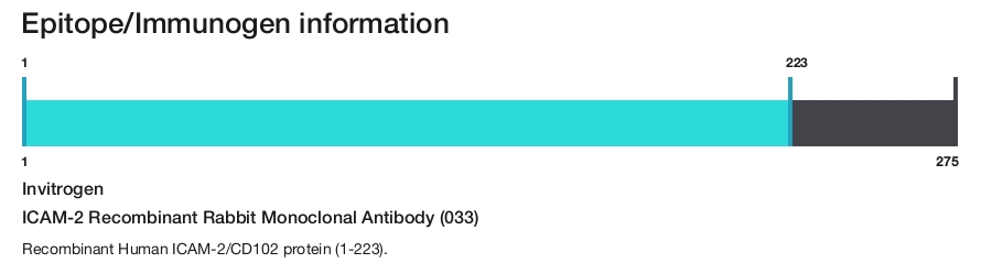 ICAM-2 Recombinant Rabbit Monoclonal Antibody (033)