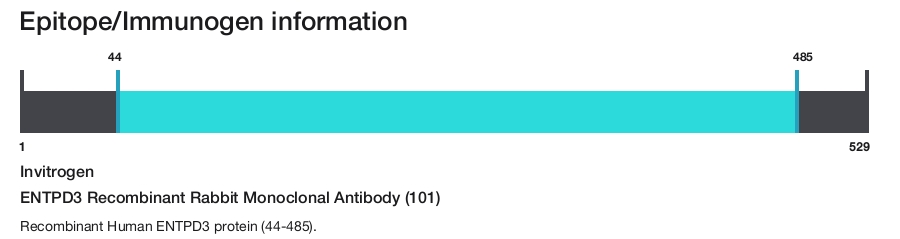 ENTPD3 Recombinant Rabbit Monoclonal Antibody (101)
