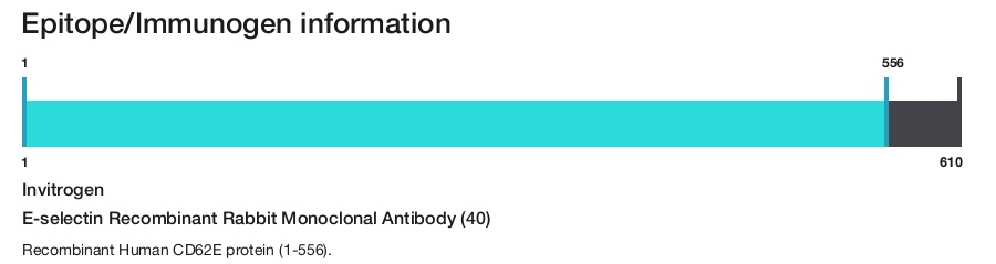 E-selectin Recombinant Rabbit Monoclonal Antibody (40)