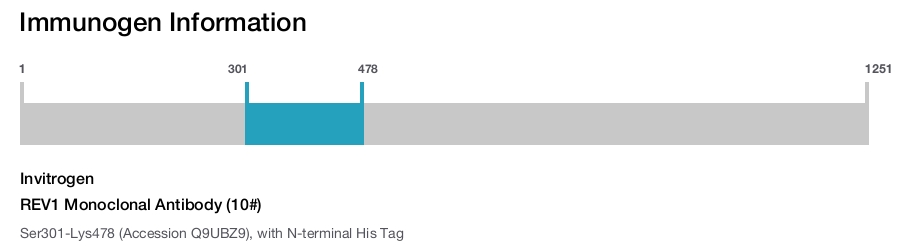 REV1 Monoclonal Antibody (10#)