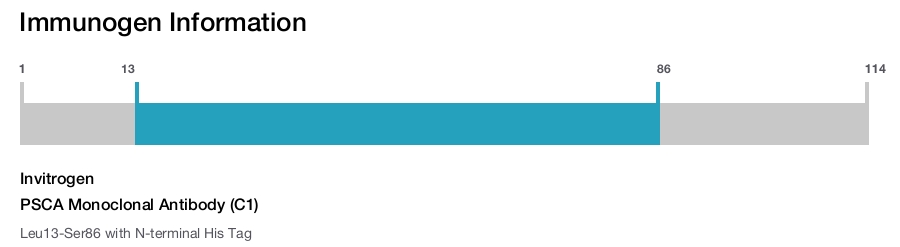 PSCA Monoclonal Antibody (C1)