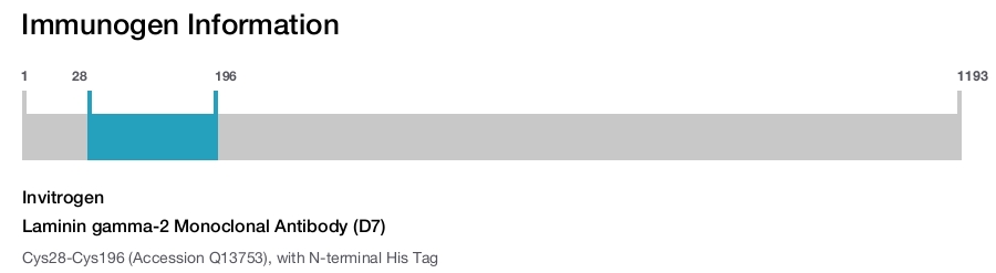 Laminin gamma-2 Monoclonal Antibody (D7)