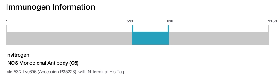 iNOS Monoclonal Antibody (C6)