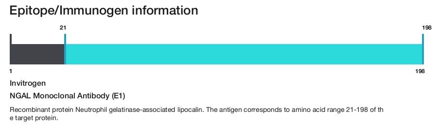NGAL Monoclonal Antibody (E1)
