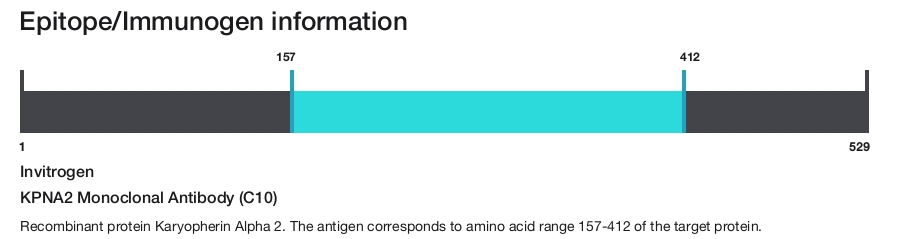 KPNA2 Monoclonal Antibody (C10)