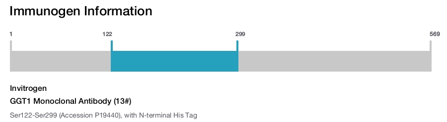 GGT1 Monoclonal Antibody (13#)