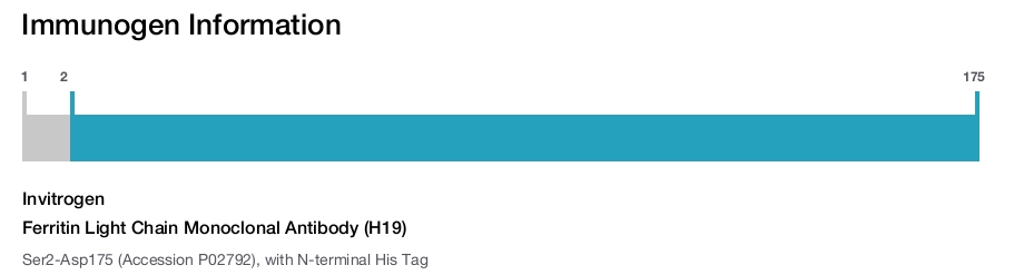Ferritin Light Chain Monoclonal Antibody (H19)