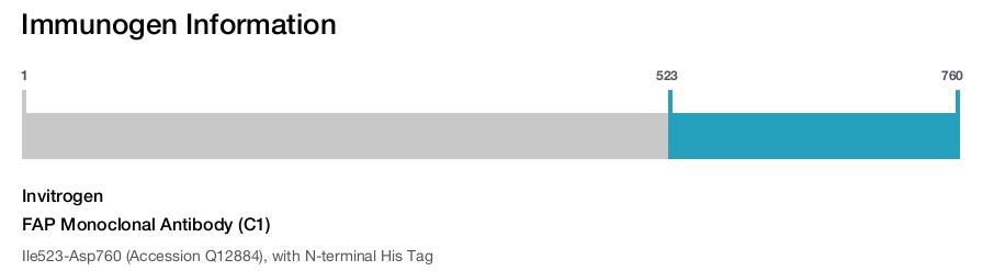 FAP Monoclonal Antibody (C1)