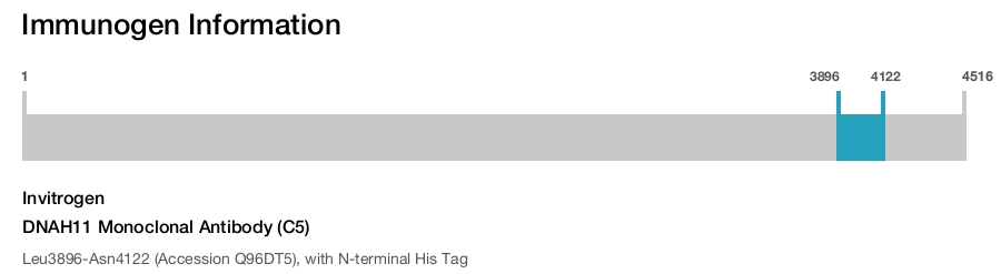 DNAH11 Monoclonal Antibody (C5)