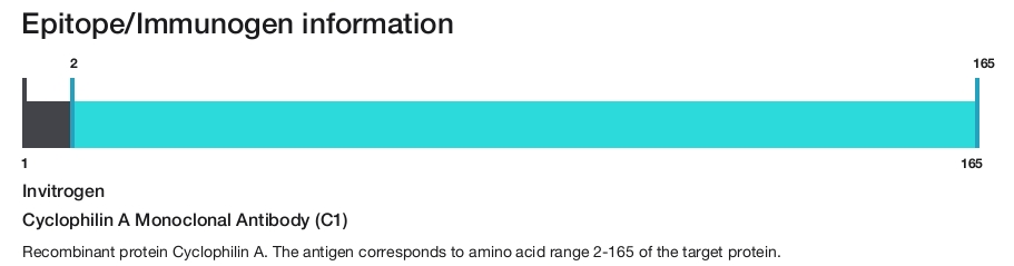 Cyclophilin A Monoclonal Antibody (C1)