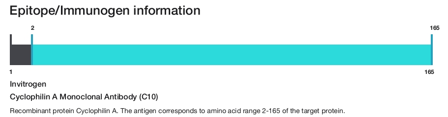 Cyclophilin A Monoclonal Antibody (C10)