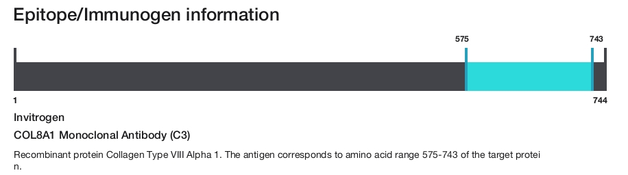 COL8A1 Monoclonal Antibody (C3)